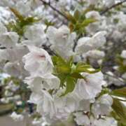 ヒメ日記 2026/04/06 09:54 投稿 田村美紀 五十路マダム 岐阜店