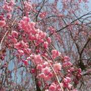 ヒメ日記 2026/04/07 05:30 投稿 田村美紀 五十路マダム 岐阜店