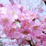 ヒメ日記 2026/04/07 14:34 投稿 田村美紀 五十路マダム 岐阜店