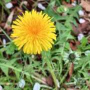 ヒメ日記 2026/04/08 05:30 投稿 田村美紀 五十路マダム 岐阜店