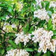 ヒメ日記 2026/04/08 19:02 投稿 田村美紀 五十路マダム 岐阜店