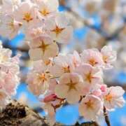 ヒメ日記 2026/04/09 05:30 投稿 田村美紀 五十路マダム 岐阜店