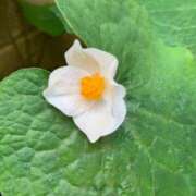 ヒメ日記 2026/04/09 19:04 投稿 田村美紀 五十路マダム 岐阜店