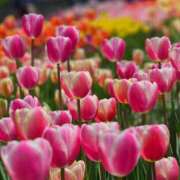 ヒメ日記 2026/04/11 12:40 投稿 田村美紀 五十路マダム 岐阜店