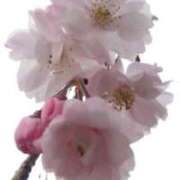 ヒメ日記 2026/04/11 18:32 投稿 田村美紀 五十路マダム 岐阜店