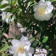 ヒメ日記 2026/04/12 07:34 投稿 田村美紀 五十路マダム 岐阜店