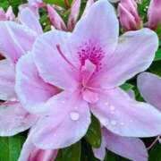 ヒメ日記 2026/04/13 19:02 投稿 田村美紀 五十路マダム 岐阜店