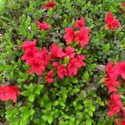 ヒメ日記 2026/04/14 05:30 投稿 田村美紀 五十路マダム 岐阜店