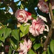 ヒメ日記 2026/04/15 05:30 投稿 田村美紀 五十路マダム 岐阜店