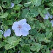 田村美紀 出勤できるかも 五十路マダム 岐阜店