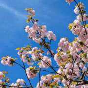 田村美紀 出勤いたします 五十路マダム 岐阜店