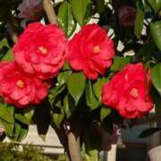 ヒメ日記 2026/04/19 10:18 投稿 田村美紀 五十路マダム 岐阜店