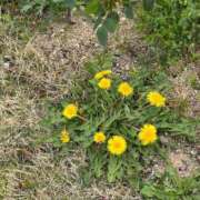 ヒメ日記 2026/04/20 05:52 投稿 田村美紀 五十路マダム 岐阜店