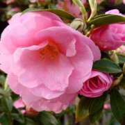 ヒメ日記 2026/04/21 19:26 投稿 田村美紀 五十路マダム 岐阜店