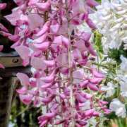 ヒメ日記 2026/04/23 05:30 投稿 田村美紀 五十路マダム 岐阜店