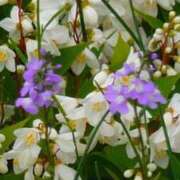 ヒメ日記 2026/04/24 05:30 投稿 田村美紀 五十路マダム 岐阜店