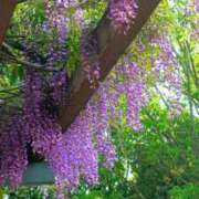 ヒメ日記 2026/04/24 14:42 投稿 田村美紀 五十路マダム 岐阜店