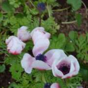 ヒメ日記 2026/04/24 19:02 投稿 田村美紀 五十路マダム 岐阜店