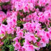 ヒメ日記 2026/04/25 05:30 投稿 田村美紀 五十路マダム 岐阜店