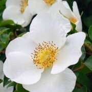 ヒメ日記 2026/04/25 12:50 投稿 田村美紀 五十路マダム 岐阜店