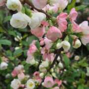 ヒメ日記 2026/04/25 19:00 投稿 田村美紀 五十路マダム 岐阜店