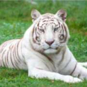 ヒメ日記 2025/11/15 06:15 投稿 ひまわり 熟女22時