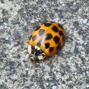 ヒメ日記 2025/11/29 06:15 投稿 ひまわり 熟女22時