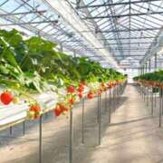 ヒメ日記 2026/01/10 06:15 投稿 ひまわり 熟女22時