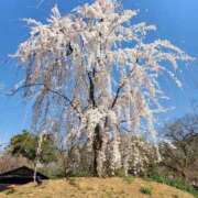 ヒメ日記 2026/03/17 13:15 投稿 ひまわり 熟女22時