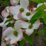 ヒメ日記 2026/03/29 13:15 投稿 ひまわり 熟女22時