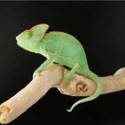 ヒメ日記 2026/04/03 06:15 投稿 ひまわり 熟女22時