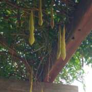 ヒメ日記 2026/04/12 13:15 投稿 ひまわり 熟女22時