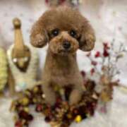 ヒメ日記 2025/03/31 18:49 投稿 アリス La vista （ラビスタ）