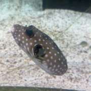 ヒメ日記 2026/03/27 16:48 投稿 ミア ドMなバニーちゃん大宮店