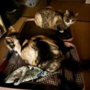 ヒメ日記 2026/03/28 02:52 投稿 ミア ドMなバニーちゃん大宮店