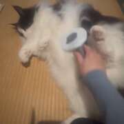 ヒメ日記 2026/04/04 23:40 投稿 ミア ドMなバニーちゃん大宮店