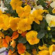 ヒメ日記 2025/03/01 10:09 投稿 冬花 素人妻達☆マイふぇらレディー