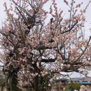 ヒメ日記 2025/03/08 10:52 投稿 冬花 素人妻達☆マイふぇらレディー