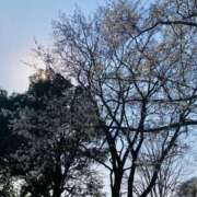 ヒメ日記 2025/03/31 19:55 投稿 冬花 素人妻達☆マイふぇらレディー