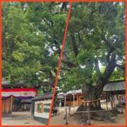 ヒメ日記 2025/06/08 14:06 投稿 かおる 熟女家 京橋店