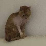 ヒメ日記 2024/12/28 22:36 投稿 ユアン♡Fカップエロエロバニー ドMなバニーちゃん 名古屋・池下店