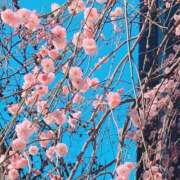 ヒメ日記 2025/02/24 07:15 投稿 小波 鶯谷人妻城