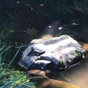 ヒメ日記 2025/10/24 07:45 投稿 小波 鶯谷人妻城