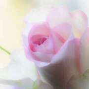 ヒメ日記 2025/01/05 11:09 投稿 花奈美（かなみ） 熟女の風俗最終章 大宮店