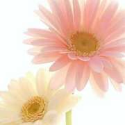 ヒメ日記 2025/01/10 01:09 投稿 花奈美（かなみ） 熟女の風俗最終章 大宮店