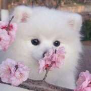 ヒメ日記 2025/03/09 04:59 投稿 花奈美（かなみ） 熟女の風俗最終章 大宮店