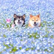 ヒメ日記 2025/03/09 09:13 投稿 花奈美（かなみ） 熟女の風俗最終章 大宮店