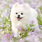 ヒメ日記 2025/03/09 11:49 投稿 花奈美（かなみ） 熟女の風俗最終章 大宮店