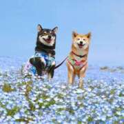 ヒメ日記 2025/03/09 19:32 投稿 花奈美（かなみ） 熟女の風俗最終章 大宮店