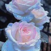 ヒメ日記 2025/04/26 06:35 投稿 花奈美（かなみ） 熟女の風俗最終章 大宮店